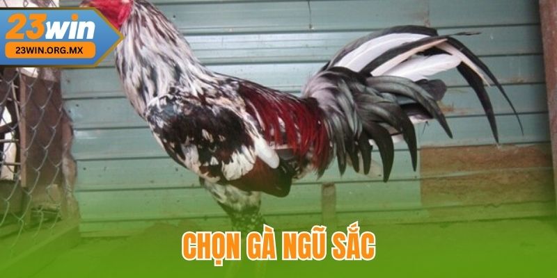 Chọn Gà Ngũ Sắc tại 23WIN