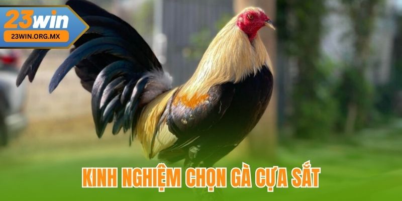 Bí Quyết Chọn Gà Cựa Sắt Đỉnh Cao Tại 23WIN, Chuẩn Xác Từng Nước Đi Kinh Nghiệm Chọn Gà Cựa Sắt