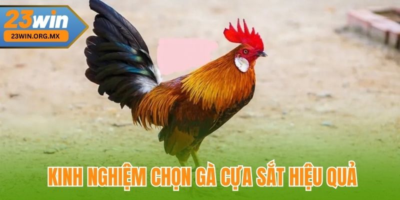 Bí Quyết Chọn Gà Cựa Sắt Đỉnh Cao Tại 23WIN, Chuẩn Xác Từng Nước Đi Kinh nghiệm chọn gà cựa sắt hiệu quả