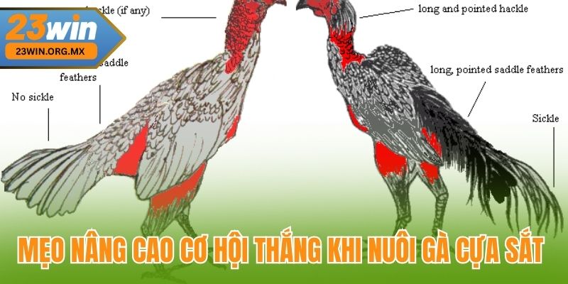 Bí Quyết Chọn Gà Cựa Sắt Đỉnh Cao Tại 23WIN, Chuẩn Xác Từng Nước Đi Mẹo nâng cao cơ hội thắng khi nuôi gà cựa sắt