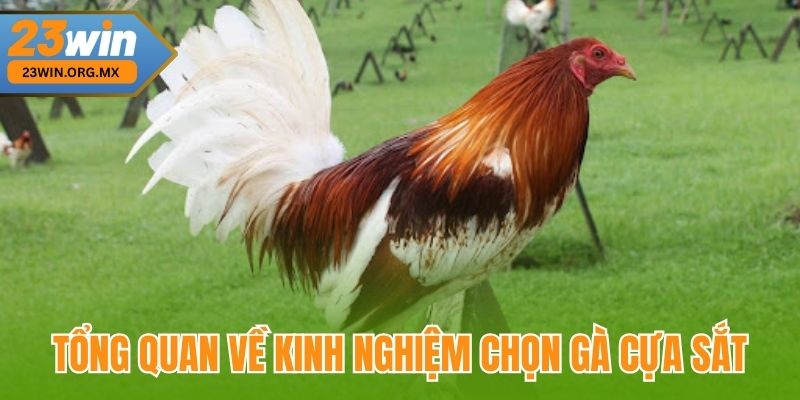 Bí Quyết Chọn Gà Cựa Sắt Đỉnh Cao Tại 23WIN, Chuẩn Xác Từng Nước Đi Tổng quan về kinh nghiệm chọn gà cựa sắt tại 23WIN